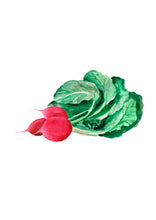 Load image into Gallery viewer, Robbie Radish